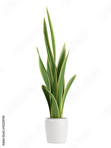 Sansevieria growing in a pot
