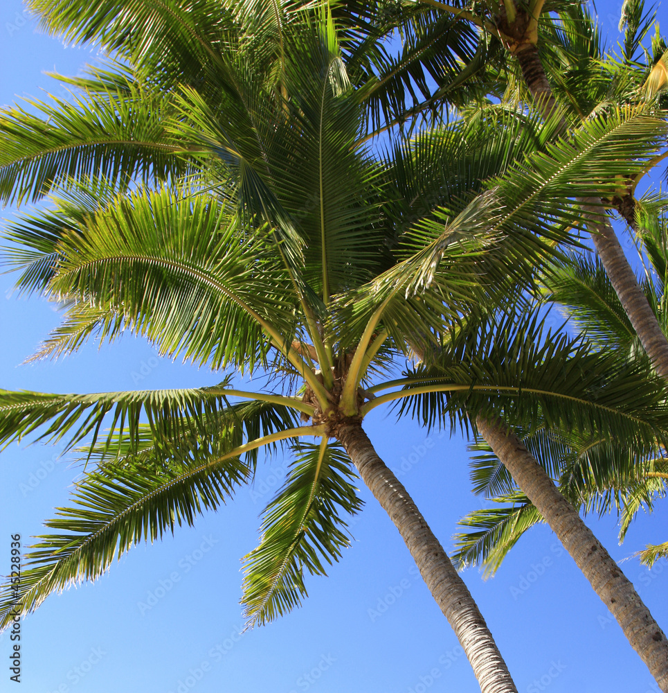 coconut  trees