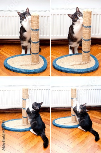 Fototapeta Naklejka Na Ścianę i Meble -  Cat sharpening claws
