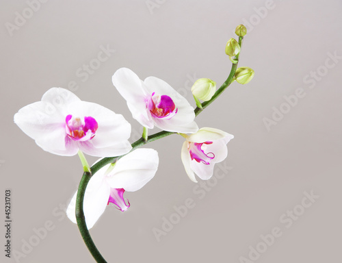 Orchid