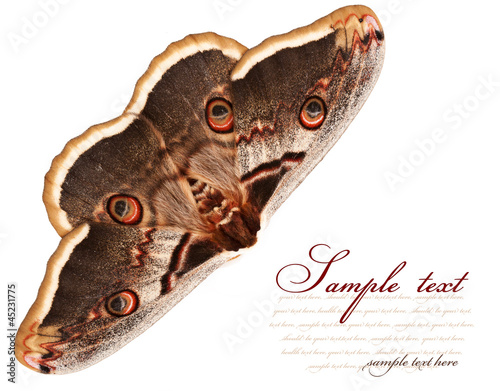 butterfly photo