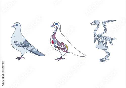zoology, anatomy of bird, cross-section and skeleton