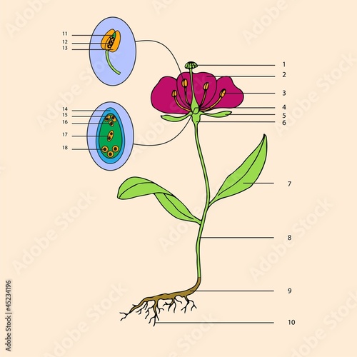 botanic, educational illustration of flower morphology