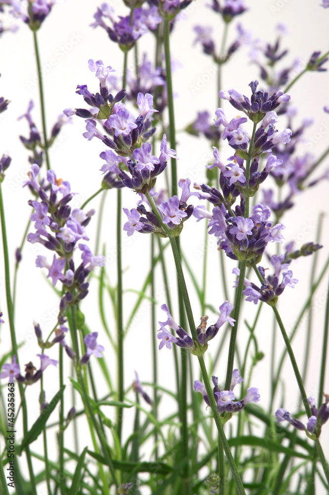 Naklejka premium Lavender