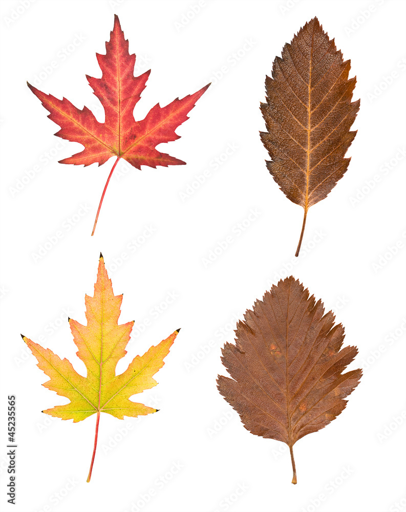 set of autumn leaves set of autumn leaves