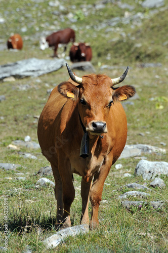 vache tarine 2 © gparigot