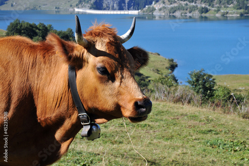 vache tarine photo