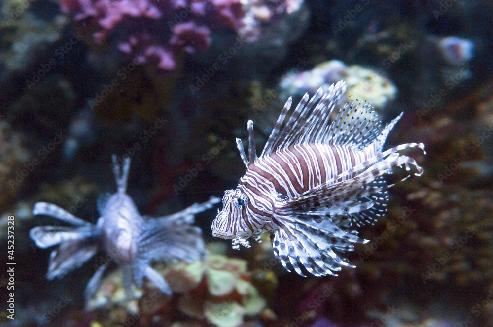 Motley Fish, tropical fish Motley Fish, tropical fish