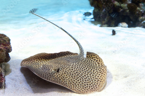 A sting ray