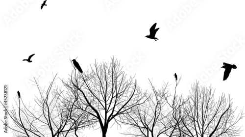 isolated bare trees and birds silhouettes