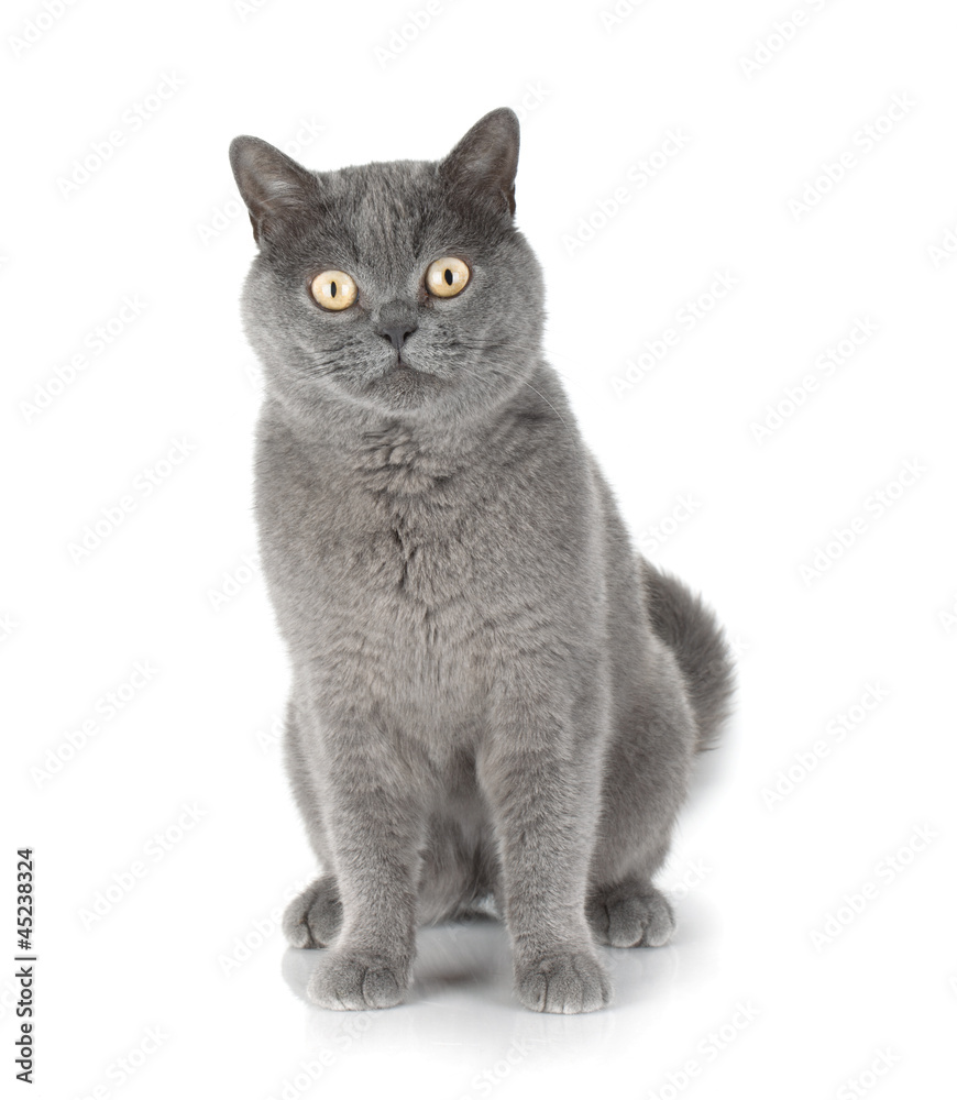 Sitting grey cat looking at you Sitting grey cat looking at you