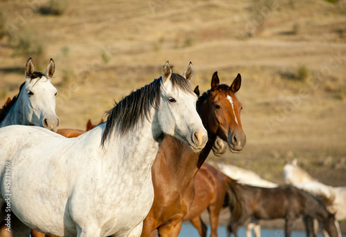 Fototapeta Naklejka Na Ścianę i Meble -  wild horses