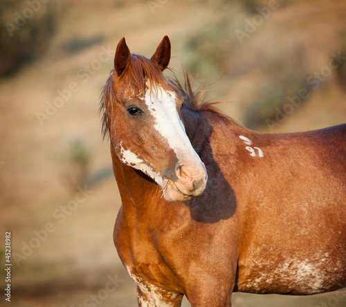 wild pinto horse