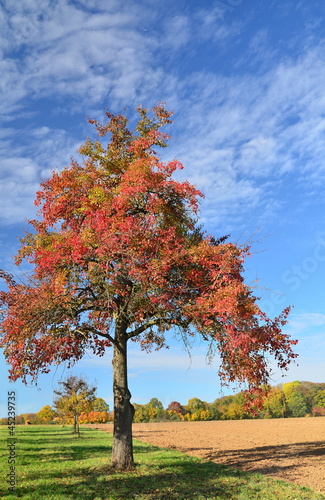Birnbaum im Herbstkleid