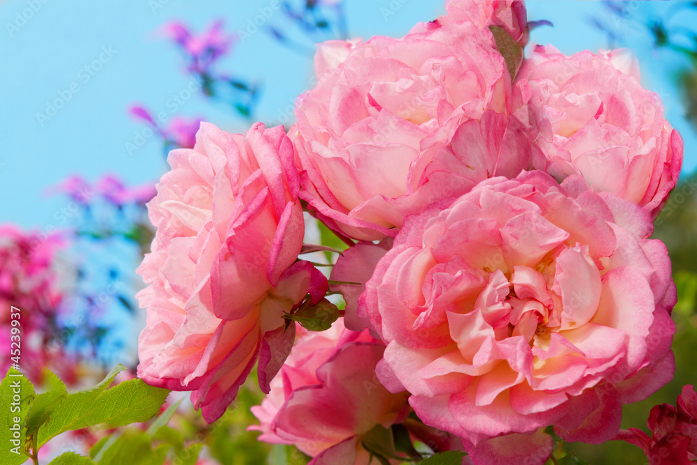 Kletterrose Kletterrose