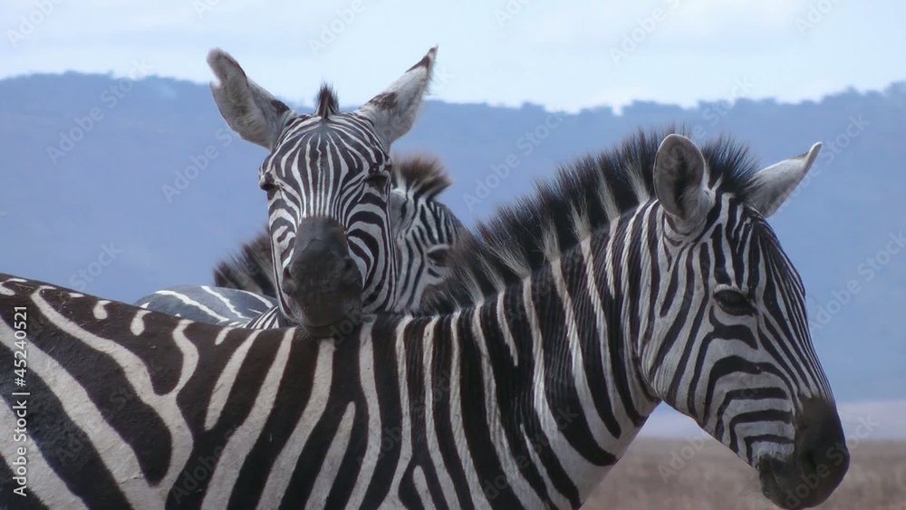 cuddling zebra , Serengeti, Tanzania, Africa