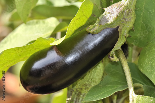 aubergine