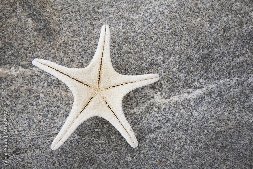 Starfish on Rock Background