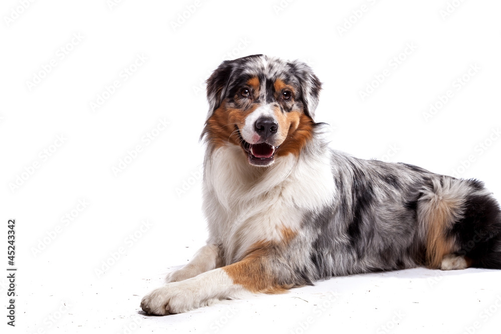 Australian Shepherd liegend