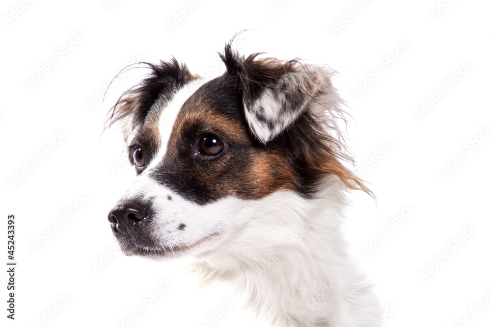 Jack Russell Portrait Jack Russell Portrait