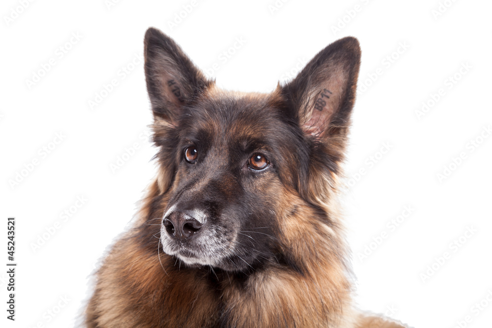 Portrait Schäferhund auf weiß
