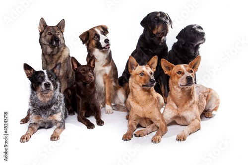 Fototapeta Naklejka Na Ścianę i Meble -  Hundegruppe gemischt - Acht Hunde