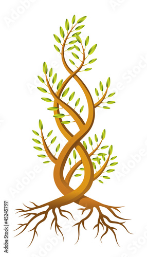 Vine Helix