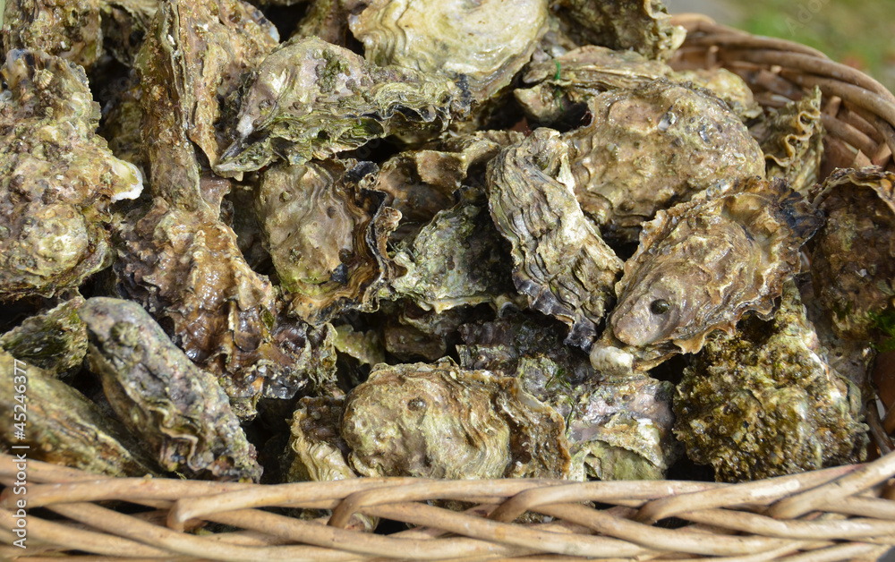 Raw cultivated oysters displayed in a basket