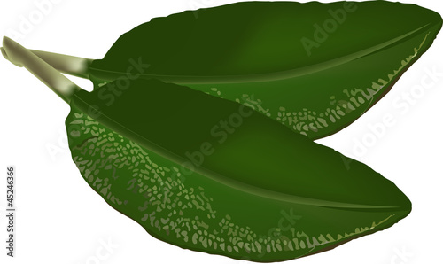 sage leaves