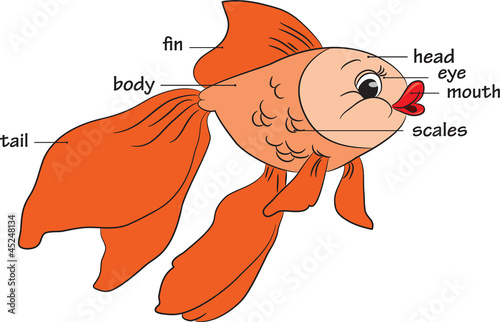 Cartoon goldfish. Vocabulary of body parts. photo