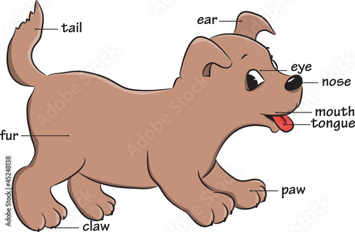 A cute cartoon dog. Vocabulary of body parts.