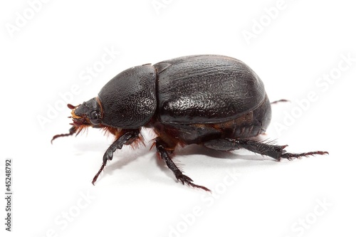 earth-boring dung beetle over white. side view