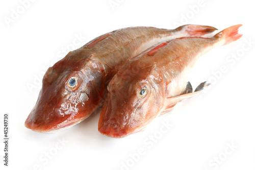 tub gurnard fish - due gallinelle