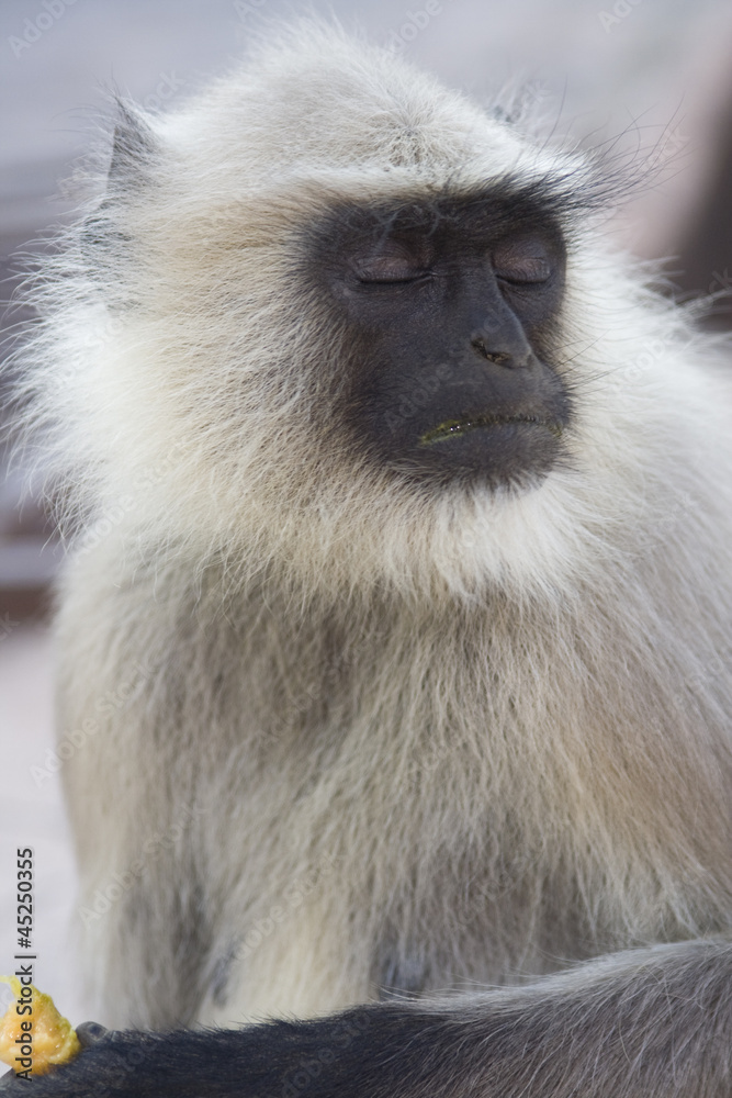 Fototapeta premium Hulman Hanuman with closed eyes