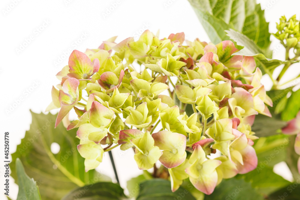 beautiful hydrangea beautiful hydrangea