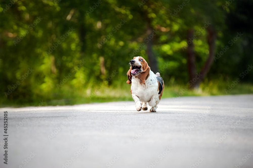 dog Basset hound running on the road