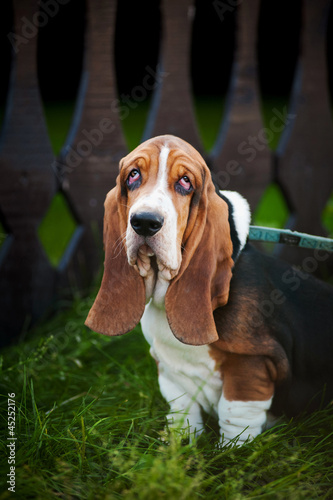 Dog Basset hound sitting and looks at the camera