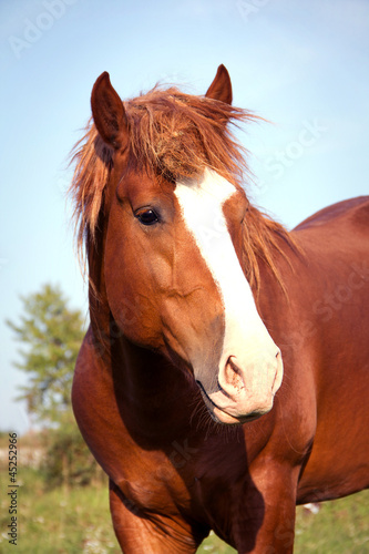 Horse portrait on blue sky background © vadimmmus