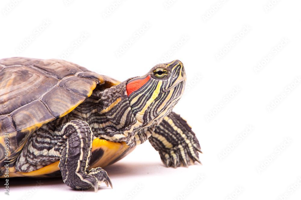 one Pond slider isolated on the white background one Pond slider isolated on the white background