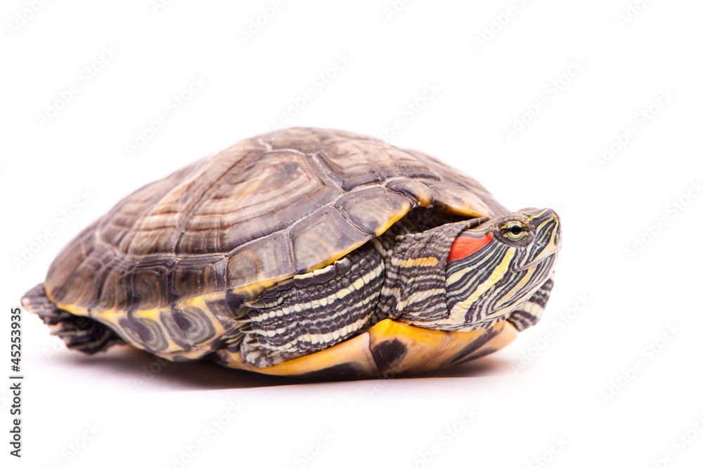 one Pond slider isolated on the white background one Pond slider isolated on the white background