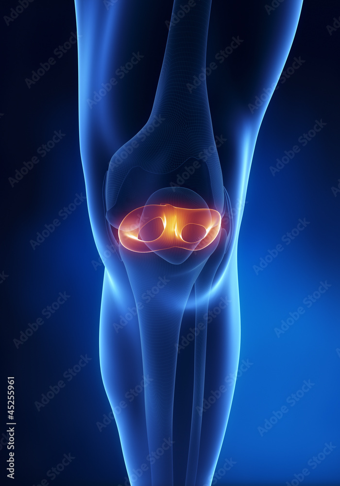 Knee meniscus anatomy anterior view Stock Illustration Biology Diagrams
