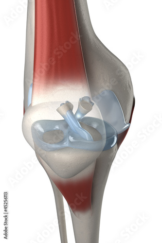 ACL and PCL anatomy knee cross view photo