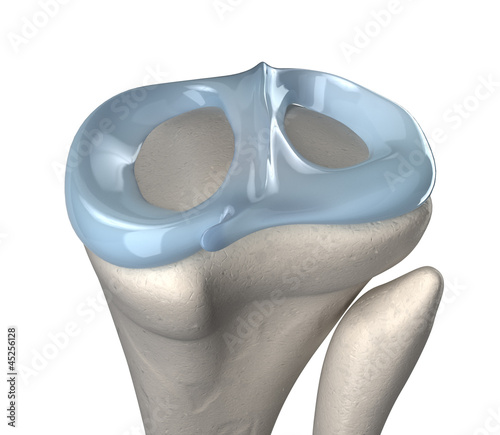 Knee meniscus anatomy photo