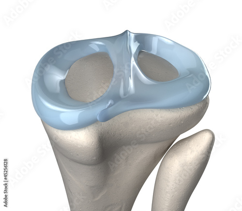 Knee meniscus anatomy