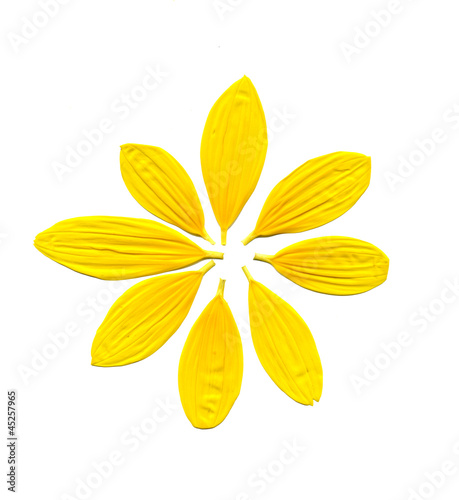 Fototapeta Naklejka Na Ścianę i Meble -  scanned image of petals of a sunflower