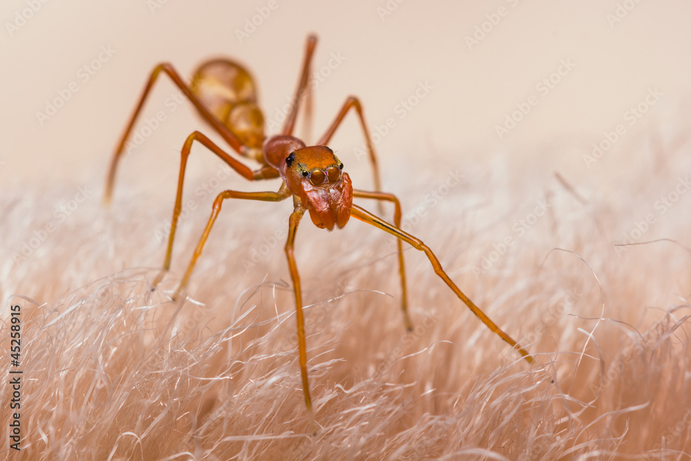 Female Myrmarachne plataleoides jumping spider