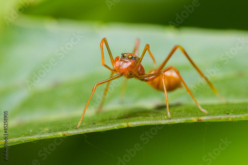 Female Myrmarachne plataleoides jumping spider