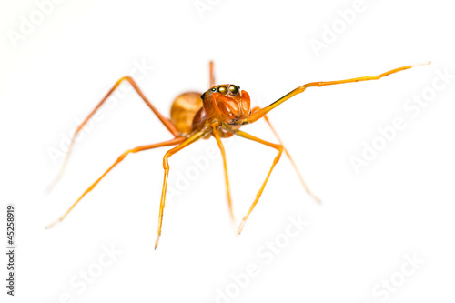 Isolated Female Myrmarachne plataleoides jumping spider
