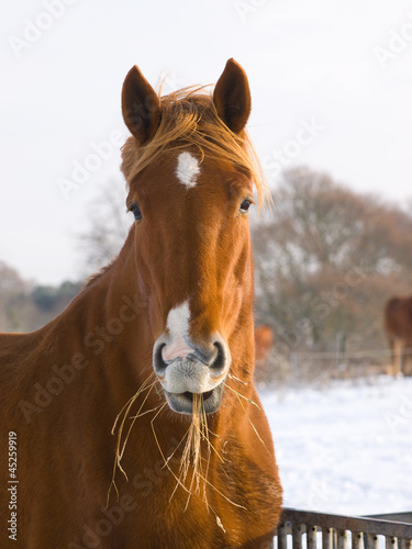 Horse Eating Hay