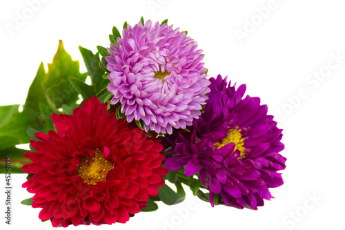 bouquet of aster flowers © neirfy